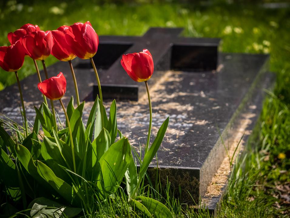 Rotblühende Tulpen stehen vor einem Grabstein auf einer grünen Wiese im Sonnenlicht.