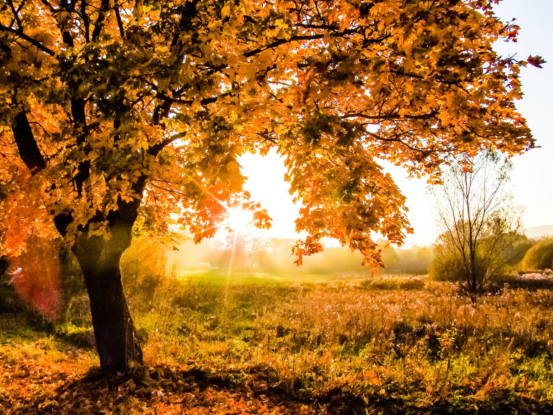 Herbstbaum Baum mit orangen Blättern vor einem Sonnenuntergang im Herbst